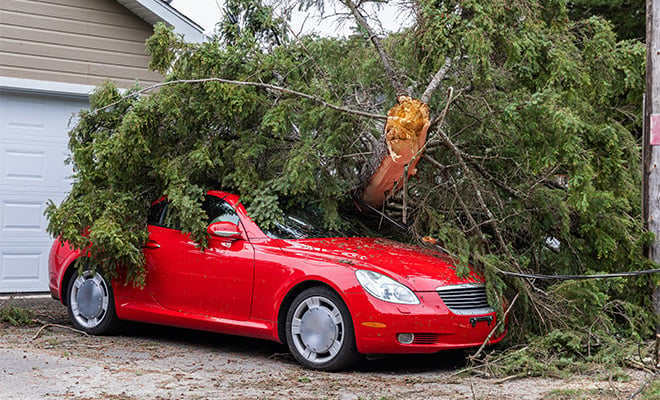 red car damaged by tree